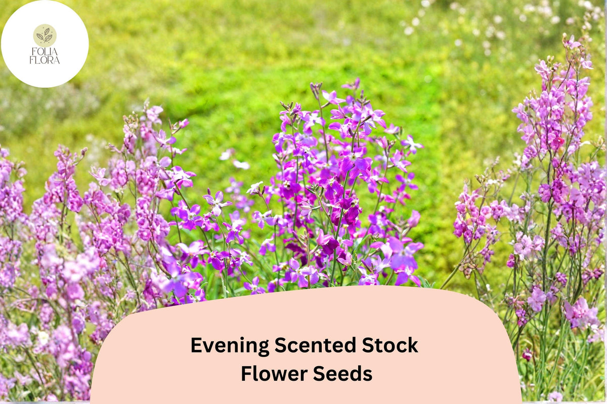 Evening Scented Stock Seeds – 100 Purple Fragrant Night-Blooming Garden Flowers Matthiola longipetala
