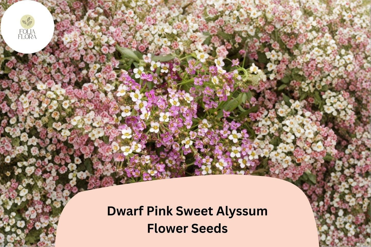 Dwarf Pink Sweet Alyssum Seeds – Lobularia maritima, Fragrant Low-Growing Garden Flowers, Pink, 100 Seeds