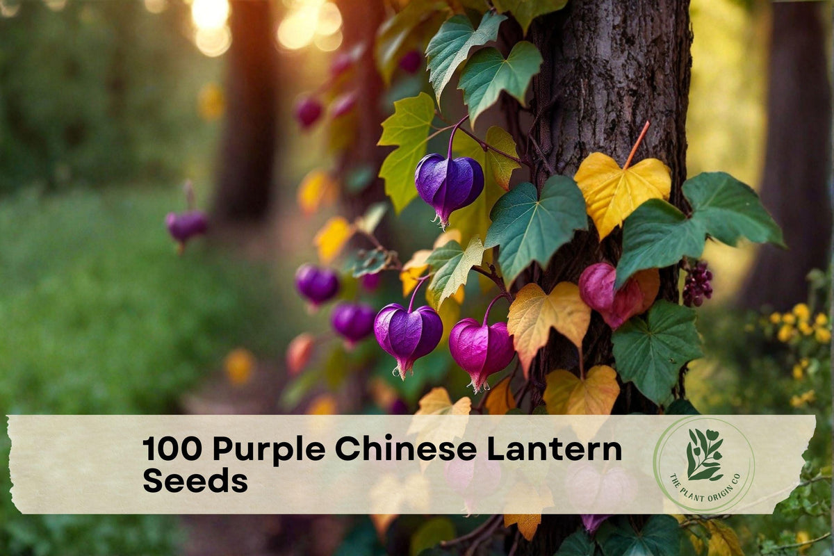 100 Purple Chinese Lantern Seeds - Physalis sp. | Ornamental & Edible Lantern-Shaped Fruits | Garden, Container Plant