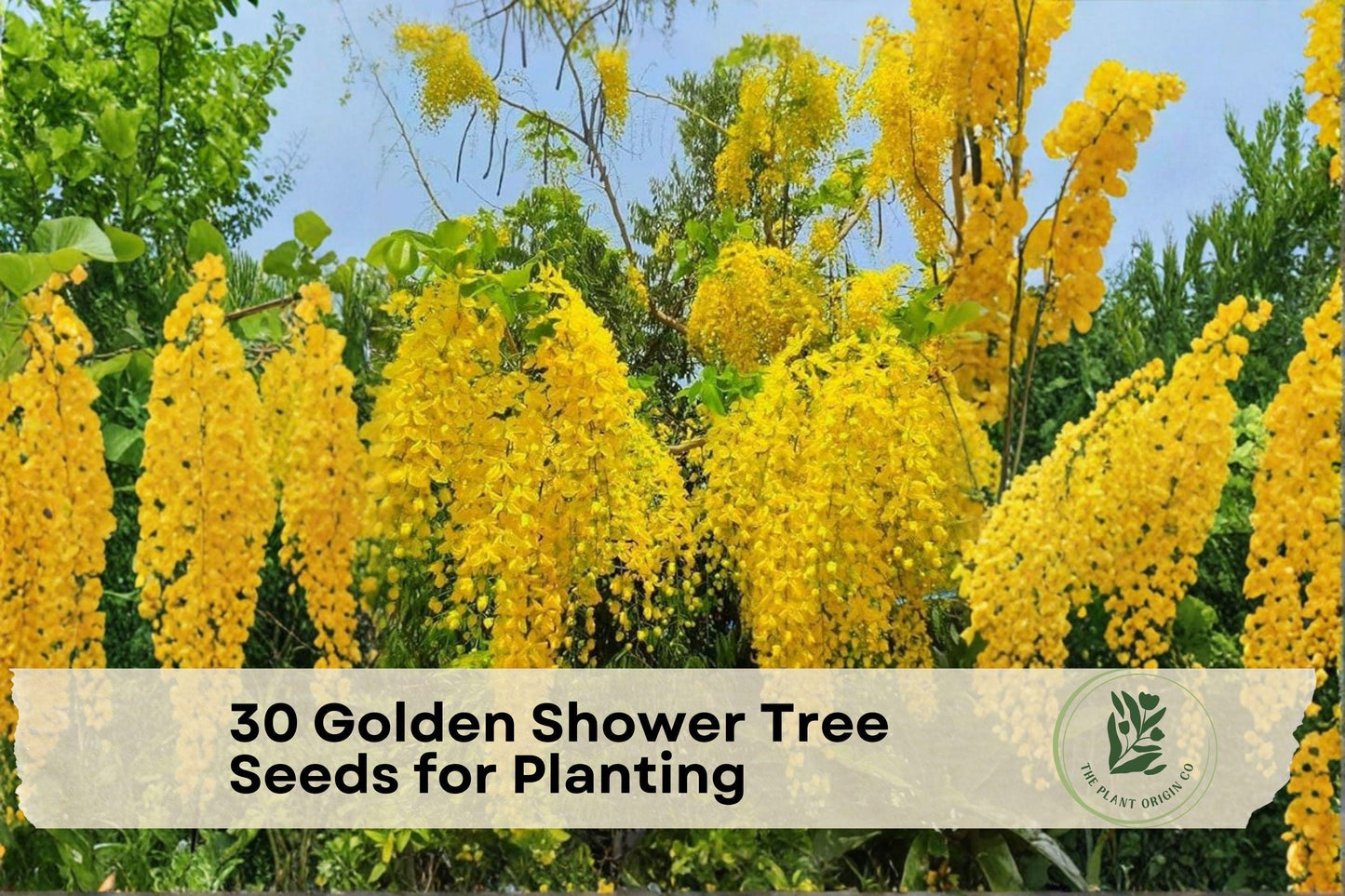 Golden Shower Tree Seeds – Cassia fistula, Bright Yellow Flowers, Ornamental Flowering Tree, Tropical Landscape Plant