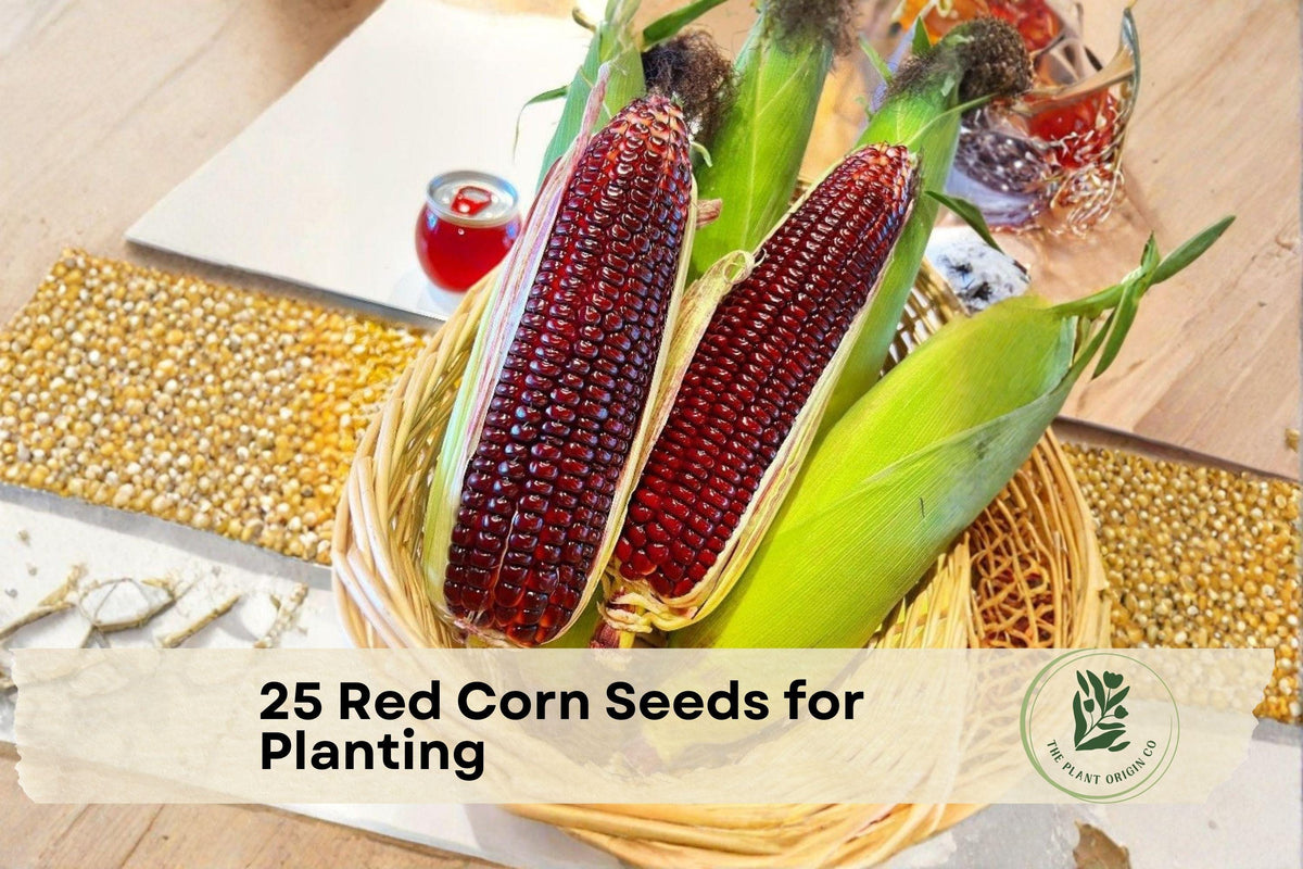 25 Red Corn Seeds - Bloody Butcher Zea mays Heirloom Red Kernel Grain for Planting, Ornamental & Edible Garden Crop