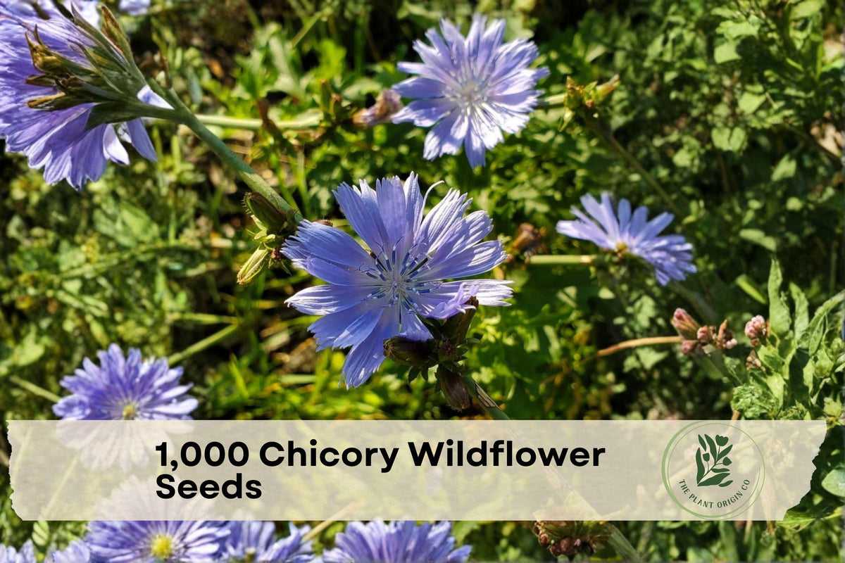 1000 Chicory Wildflower Seeds - Blue Cichorium intybus Pollinator-Friendly Perennial for Gardens & Wildflower Meadows
