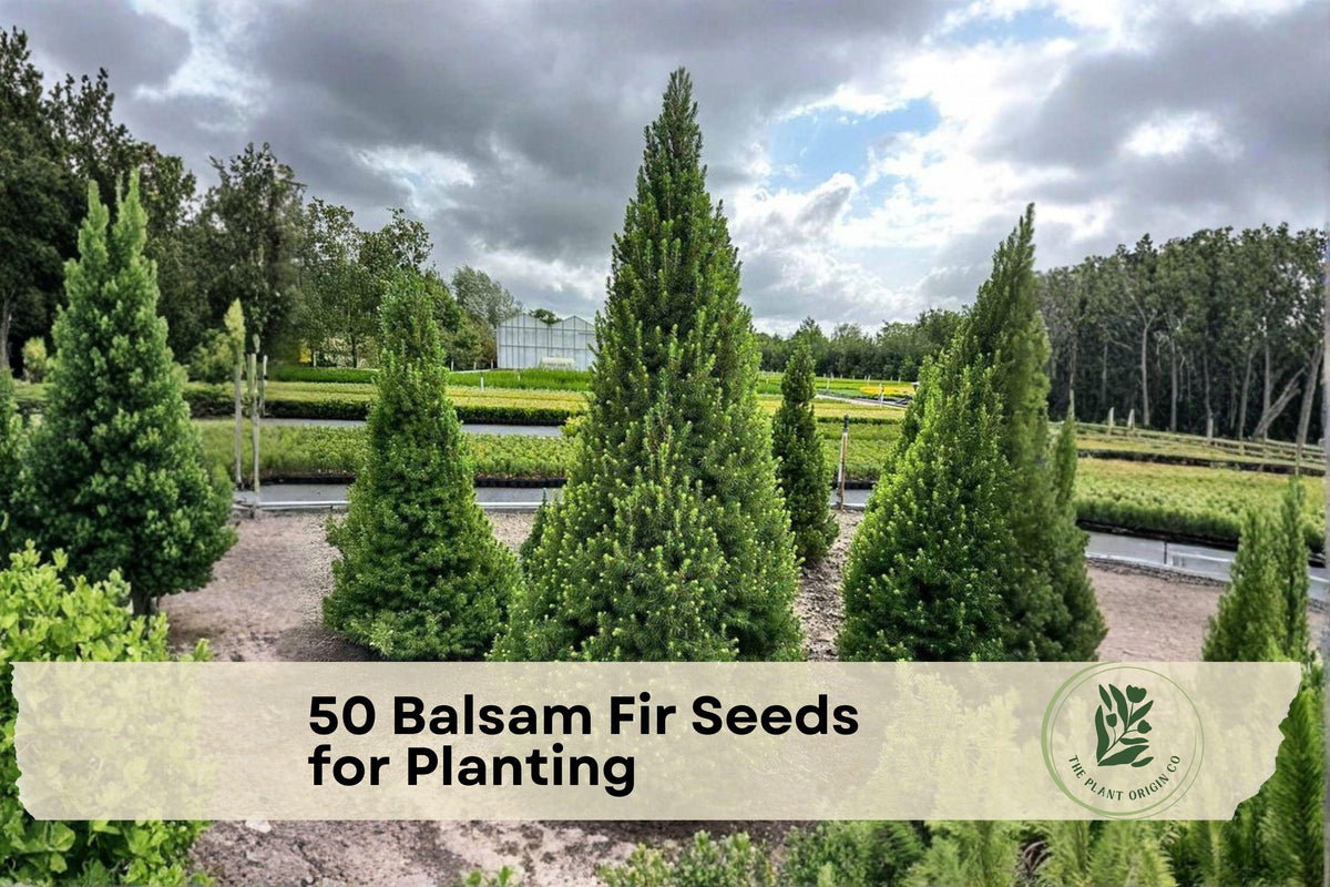 50 Balsam Fir Seeds for Planting - Abies balsamea Evergreen Conifer Tree, Pyramidal Shape, Dark Green Needles