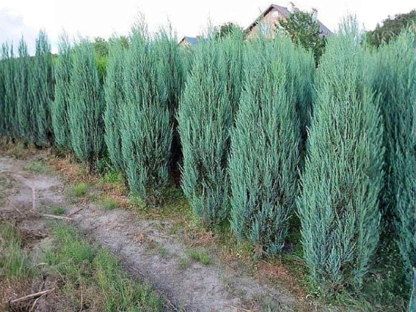 Rocky Mountain Juniper Seeds - Heirloom Evergreen Tree for Garden Planting - Juniperus scopulorum Non-GMO, Open-Pollinated