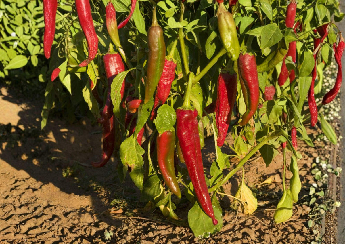 Ms. Junie Hot Pepper Seeds – 50 Heirloom Chili Seeds for Spicy Sauces, Salsas & Cooking, Warm Season Garden Growers