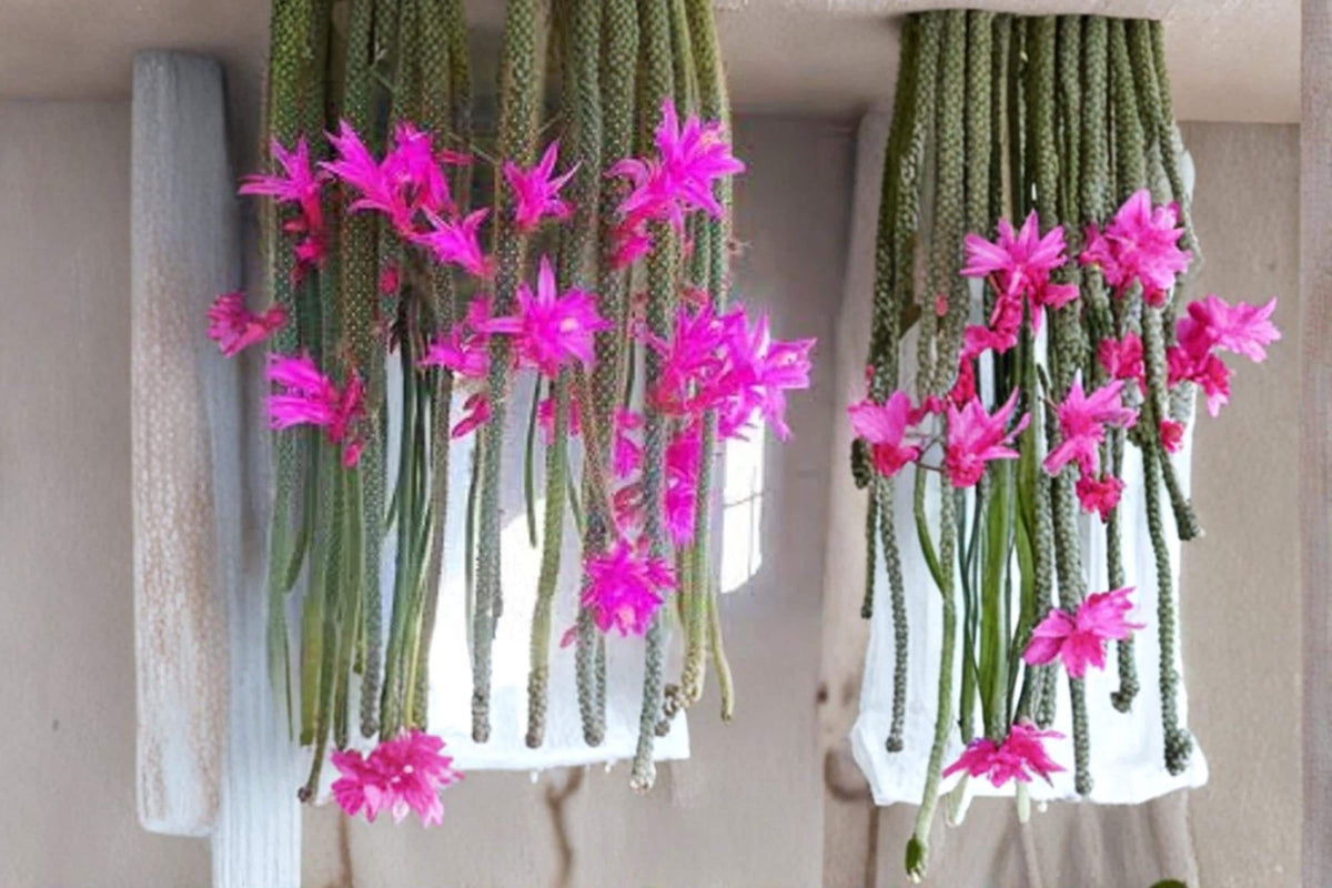 Rat Tail Cactus Cuttings 3-5" | Trailing Succulent with Pink Flowers | Aporocactus flagelliformis