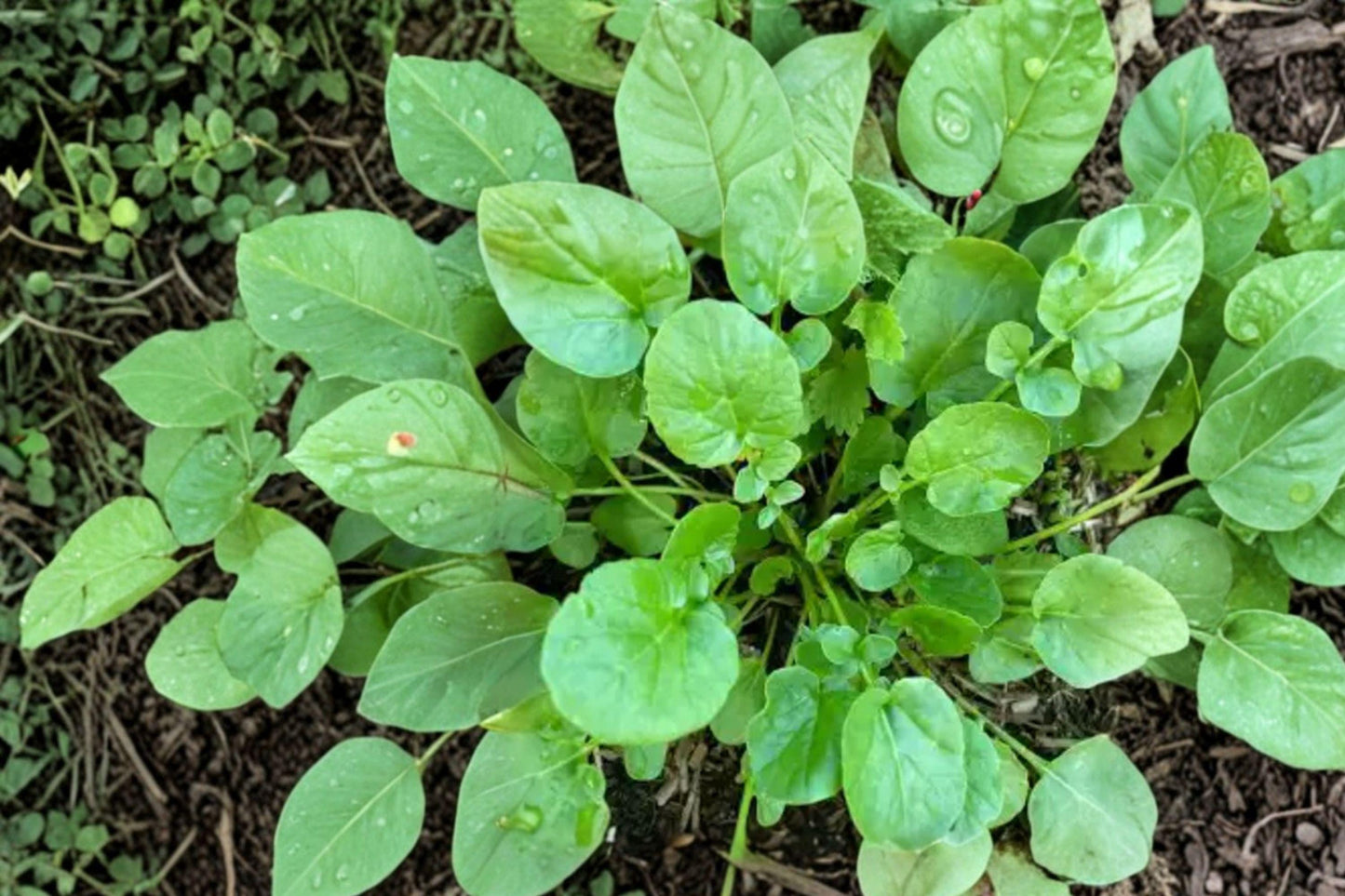 Upland Cress Seeds, Heirloom Non-GMO, Barbarea verna, Culinary Herb, Salad Greens, Cold-Season Vegetable Seeds, 600 Pack