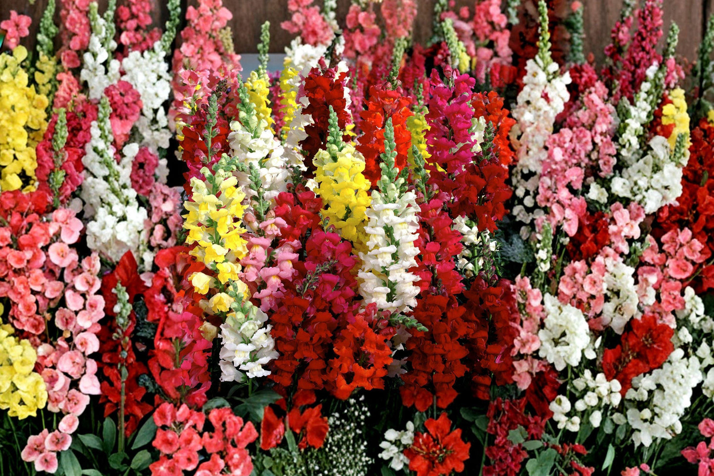Tetra Snapdragon Seeds 500+ | Colorful Flowering Annuals for Garden, Borders & Containers | Antirrhinum majus