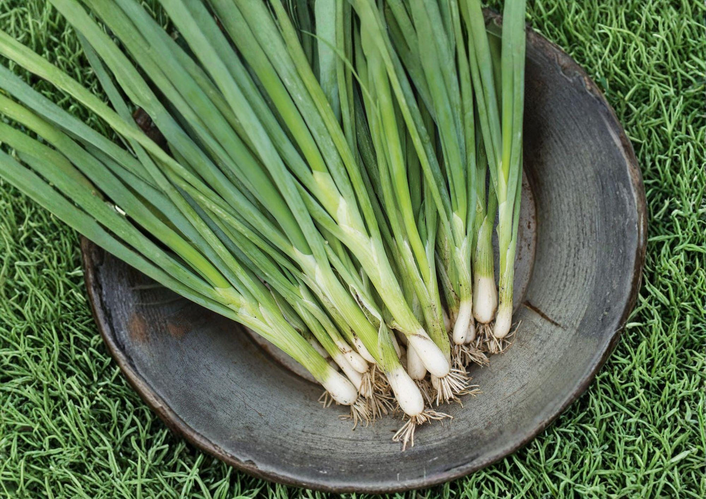 Evergreen Bunching Onion Seeds – Heirloom Vegetable for Mild Scallions, Spring & Fall Garden, Non-Bulbing, Green Tops, 50 Seeds