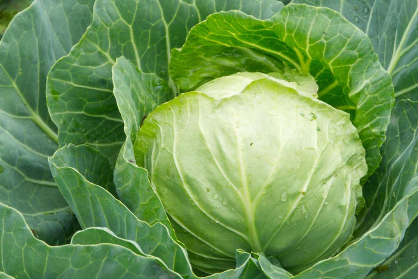 All Seasons Cabbage Seeds – Heirloom Non-GMO Brassica Oleracea for Vegetable Gardens, 500+ Pack