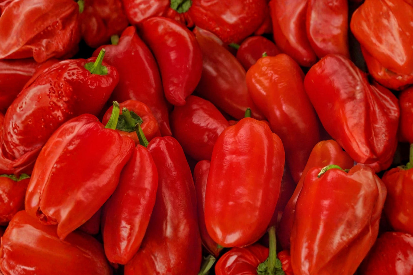 Giant Marconi Red Pepper Seeds – Heirloom Italian Sweet Pepper Variety, Large Fruits, Open-Pollinated Capsicum annuum