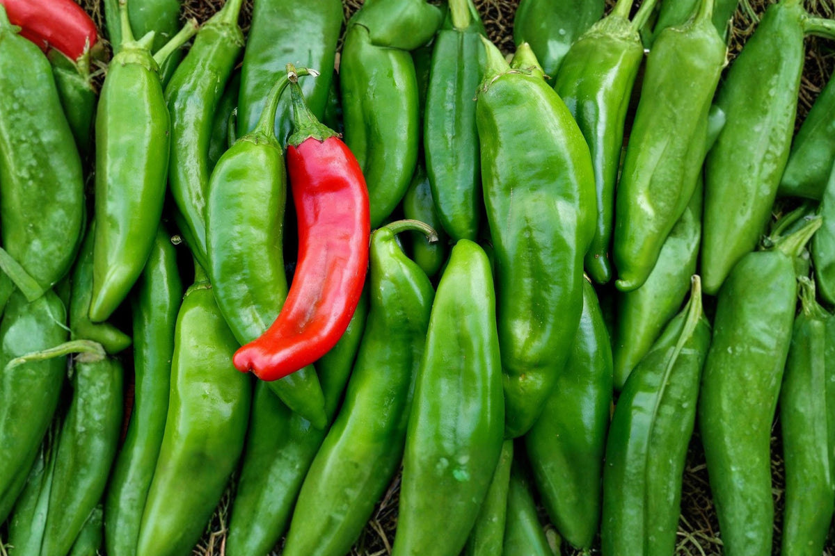 Sandia Hot Pepper Seeds – Heirloom Capsicum annuum for Home Garden, Spicy Long Green to Red Chili Planting