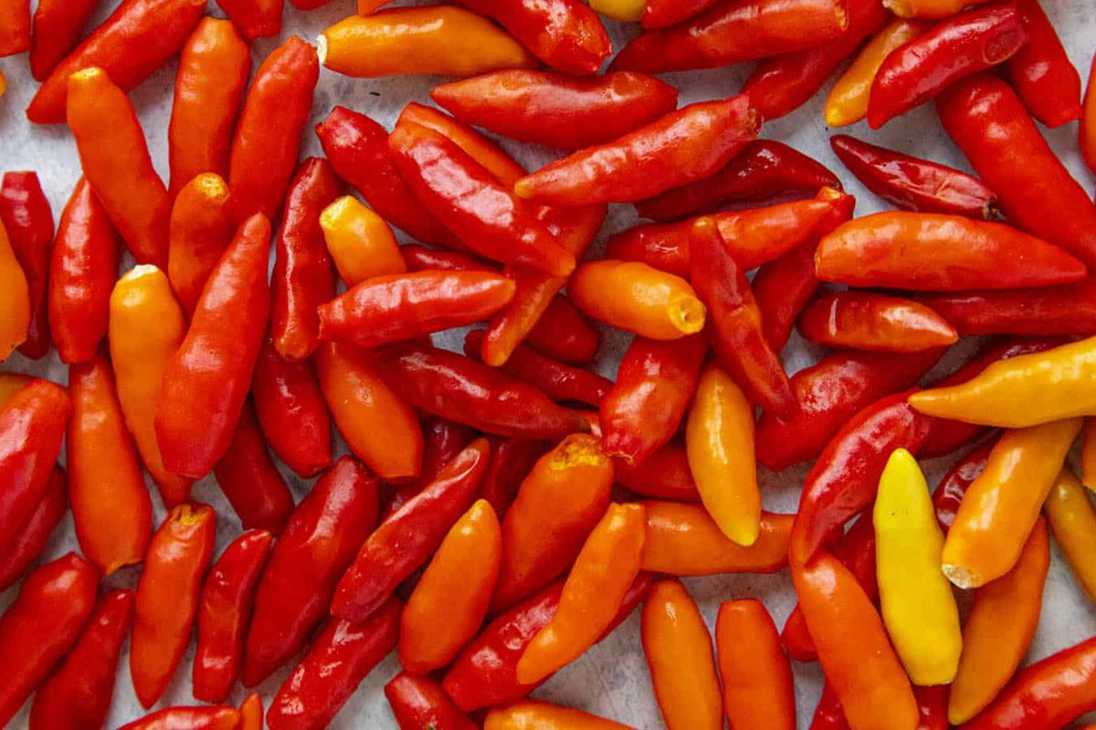 Tabasco Hot Pepper Seeds – Heirloom Louisiana Chili for Home Garden, Capsicum annuum, Spicy Hot Sauce & Culinary Use