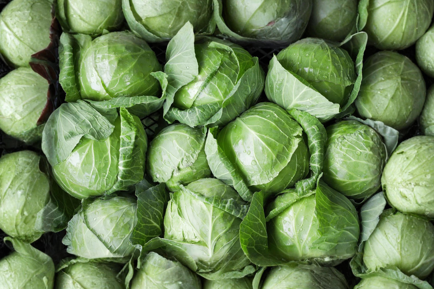 Danish Ballhead Cabbage Seeds – Heirloom Round Green Variety for Storage, Crisp Heads, Open Pollinated, 500 Seeds