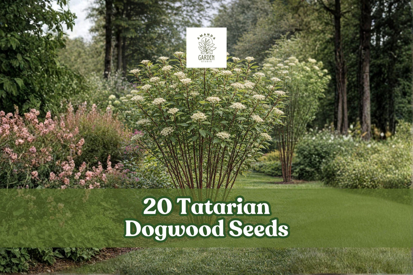 20 Tatarian Dogwood Seeds – Cornus alba Deciduous Shrub with Red Winter Stems, Ornamental Garden Plant