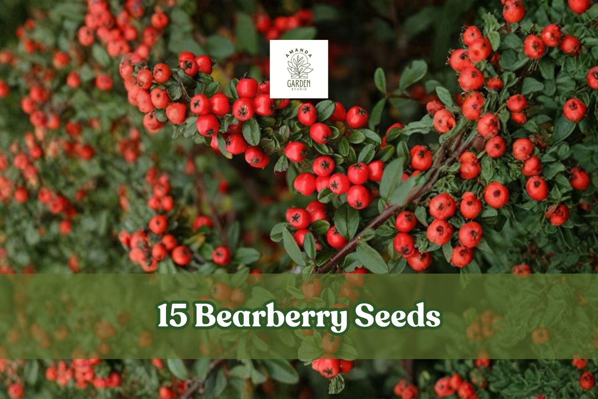15 Bearberry Seeds – Arctostaphylos uva-ursi Evergreen Ground Cover with Red Berries for Rock Gardens & Slopes