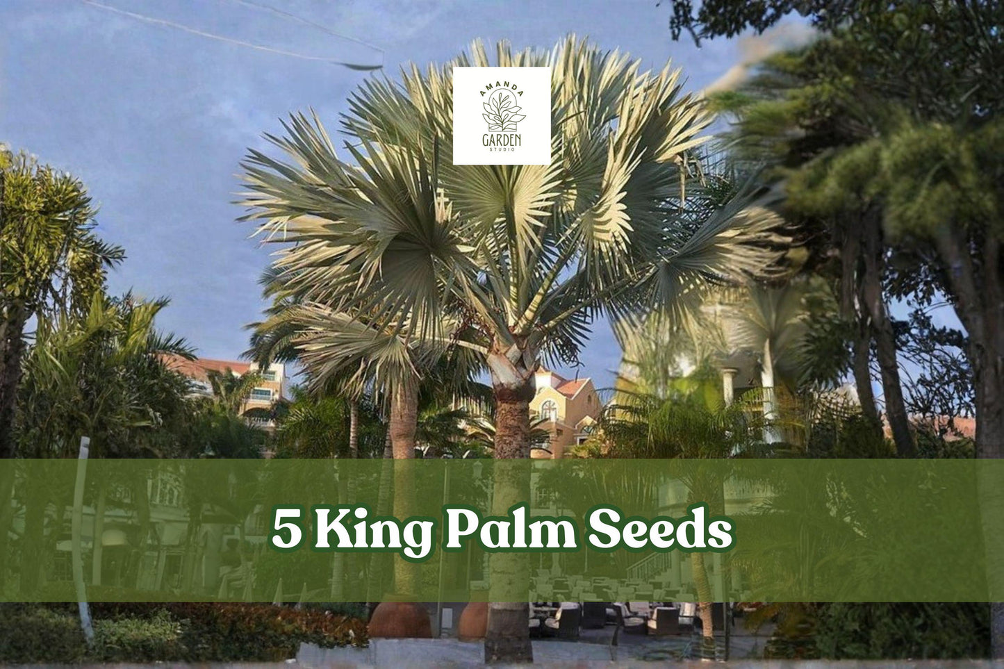5 King Palm Seeds – Archontophoenix spp. Tropical Palm Tree for Outdoor or Container Planting