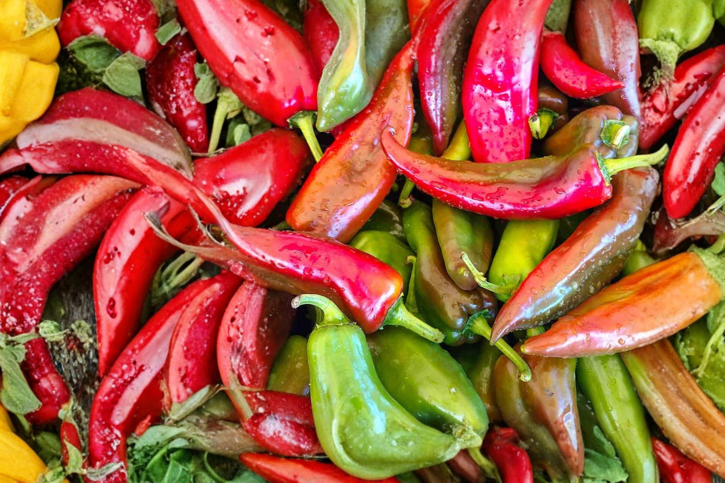 Hot Pepper Seeds – Heirloom Ms. Junie Capsicum annuum – Spicy Chili for Home Garden, High Yield, Fresh Use & Sauces