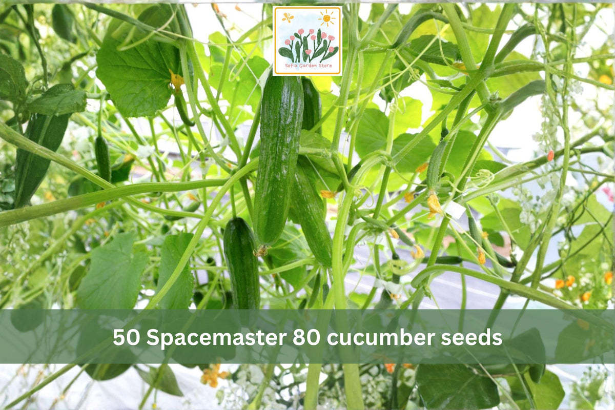 Spacemaster 80 Cucumber Seeds – Compact Bush Slicing Cucumbers for Small Gardens & Containers – Cucumis sativus