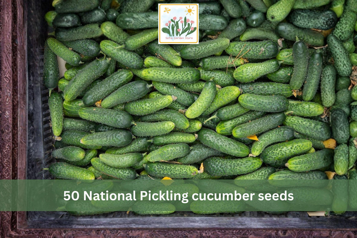 National Pickling Cucumber Seeds – Heirloom Pickling Variety, Vining, Cucumis sativus, 50 Seeds for Garden & Raised Beds