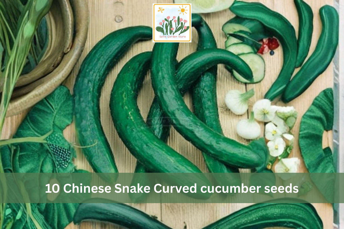 Chinese Snake Curved Cucumber Seeds – 10 Long Asian Heirloom Cucumis sativus for Trellis & Garden Growth