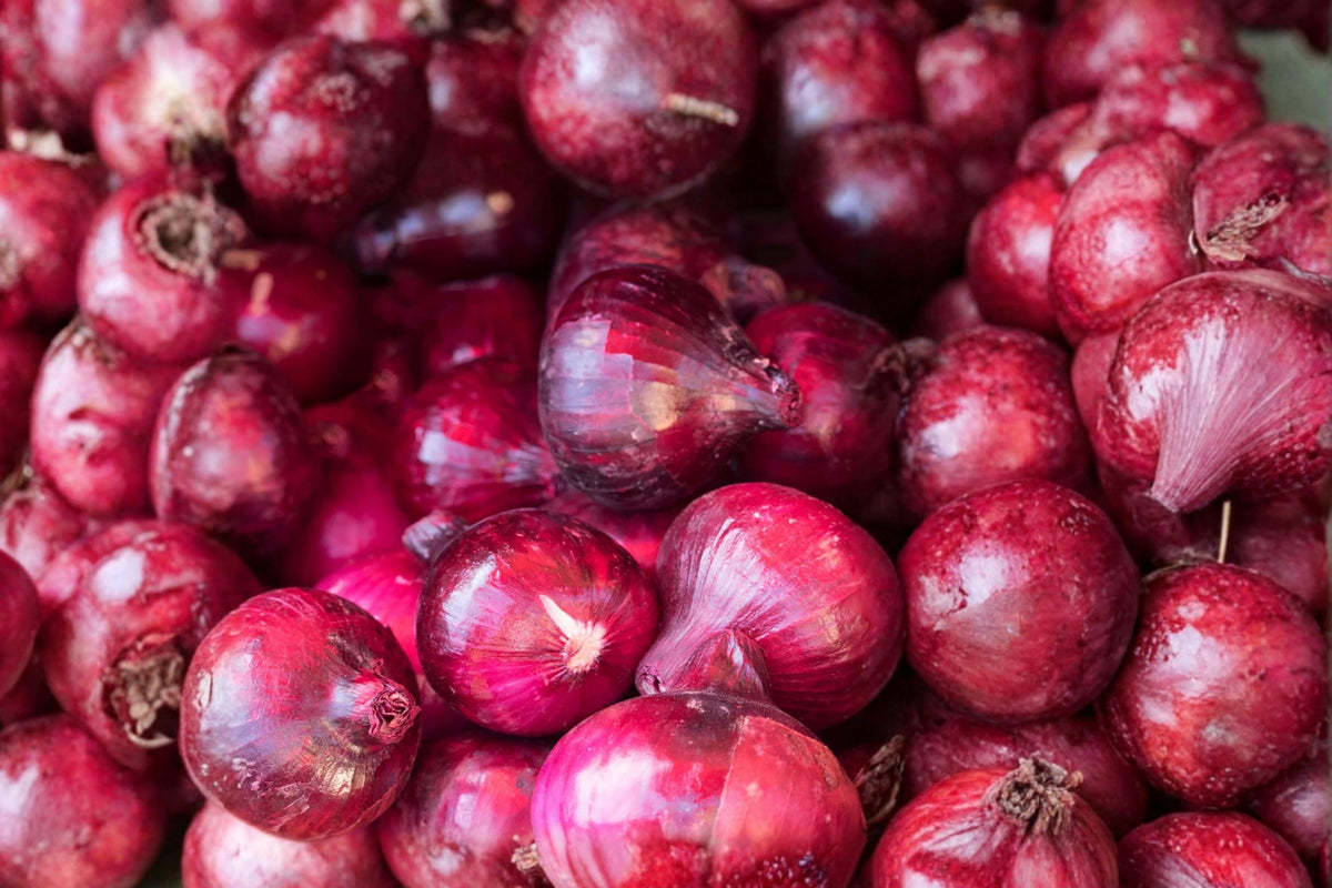 Southport Red Globe Onion Seeds – Heirloom Long Day Red Onion Variety for Garden, Bulbs, Open Pollinated, Fresh Use