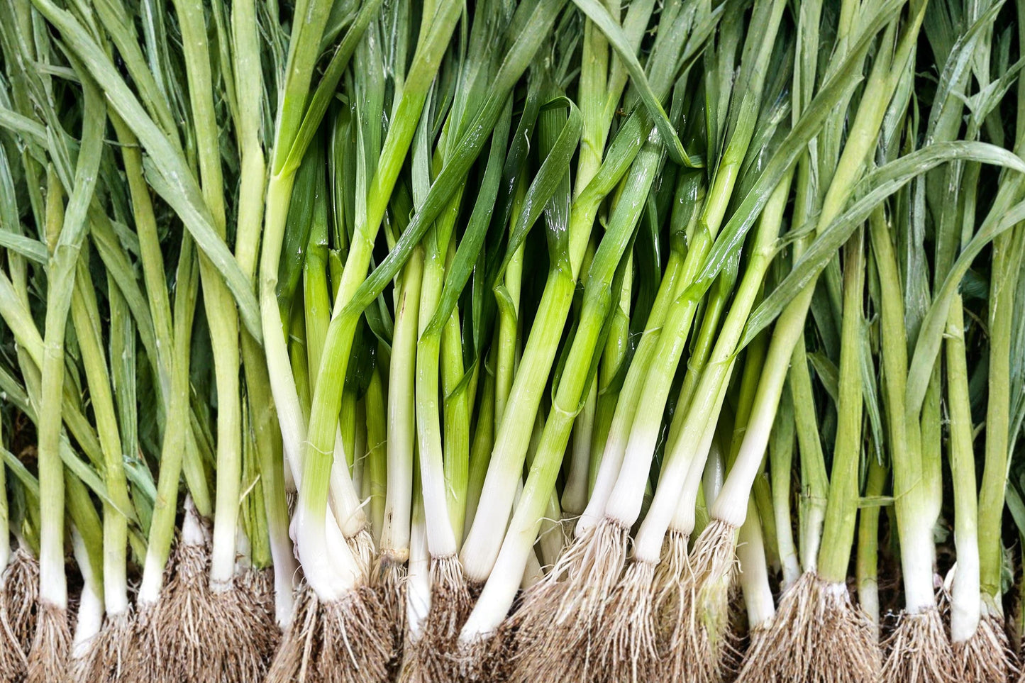 Evergreen Bunching Onion Seeds – Heirloom Scallion Variety for Home Gardens, Fresh Green Tops, White Stalks, All-Season Growth