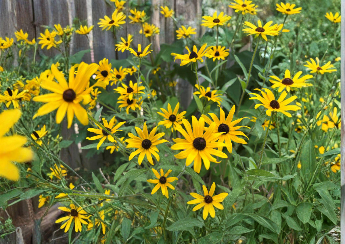 Rudbeckia Hirta Green Eyes Seeds – Wildflower for Pollinator Gardens & Summer Flower Beds, Black-Eyed Susan Variation