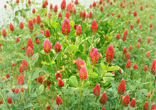 Crimson Clover Dixie Cover Crop Seeds – Trifolium incarnatum Non-GMO, Pollinator-Friendly, Soil Fertility, 300 Seeds