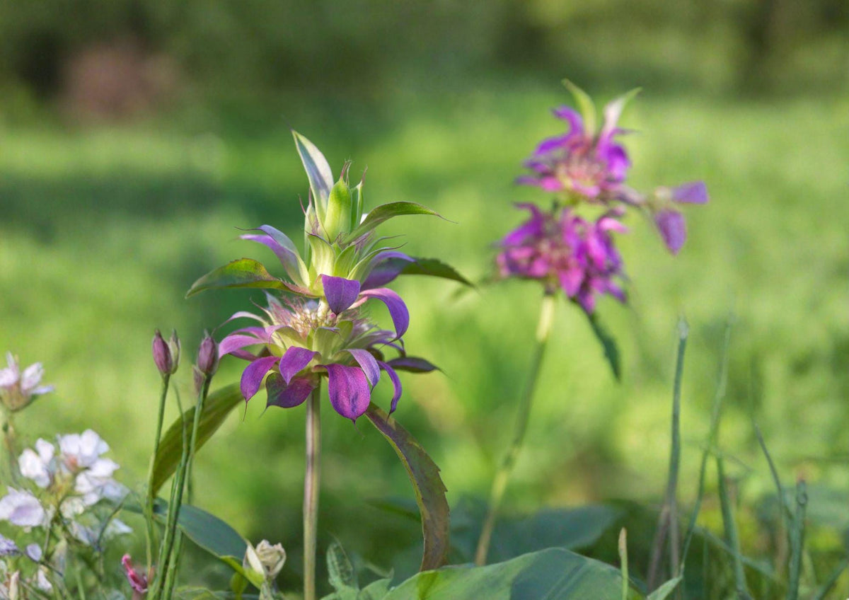Monarda Citriodora Lemon Bee Balm Seeds – Aromatic Herb for Pollinator Gardens, Lavender Flowers, Lemon Mint Scent, 1000 Seeds