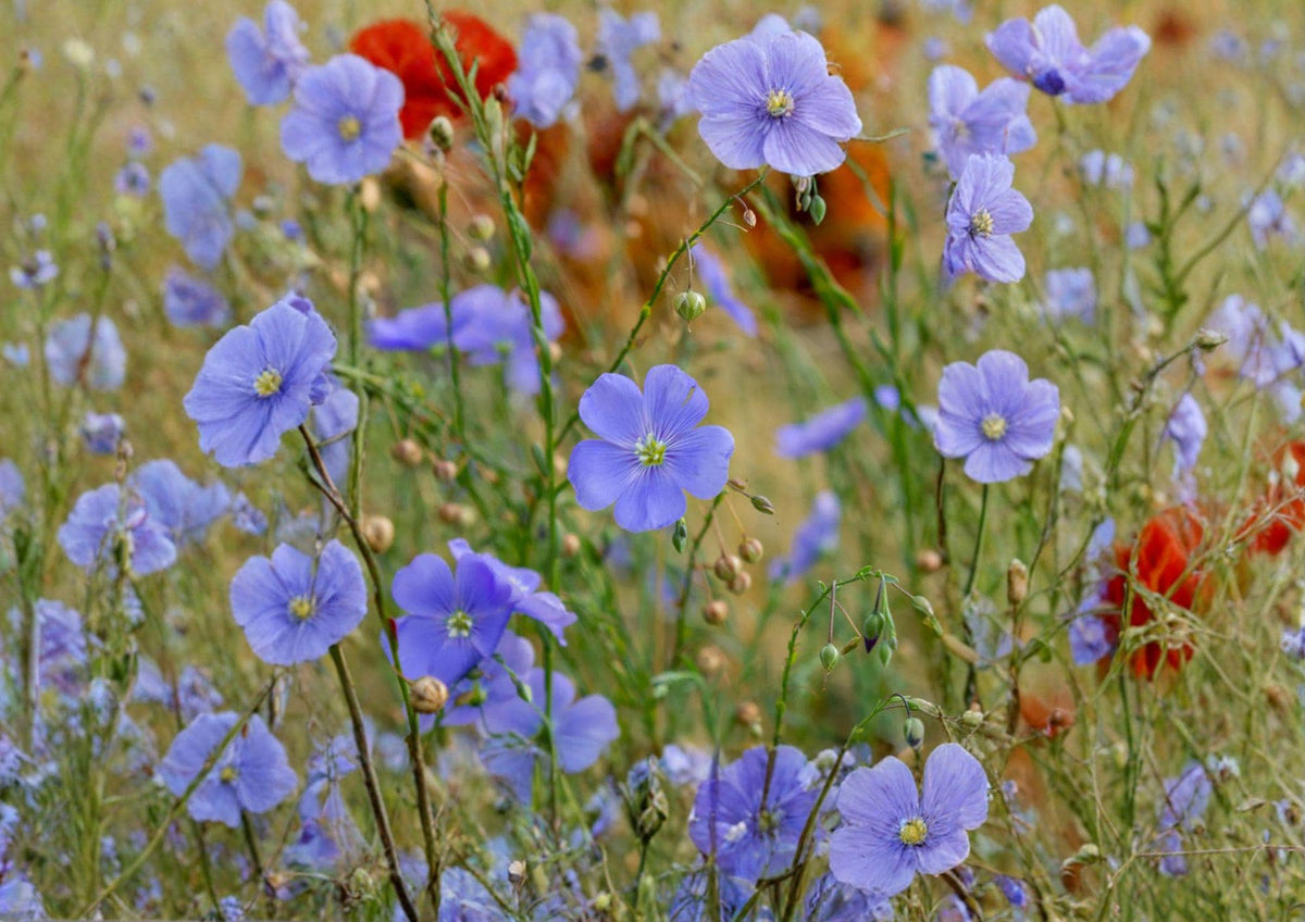 Common Flax Seeds – 200 Premium Linum usitatissimum for Garden Beds, Pollinator Attractant, Edible Flax Seeds, Fiber and Ornamental Plant