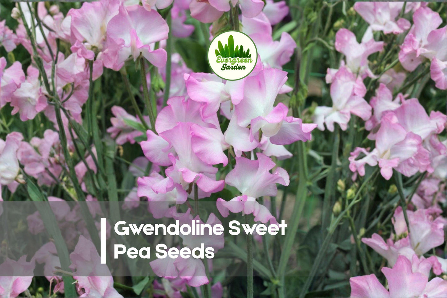 Gwendoline Sweet Pea Seeds - Pink Climbing Flower, Fragrant, Cut-Flower, Lathyrus odoratus, 50+ Seeds