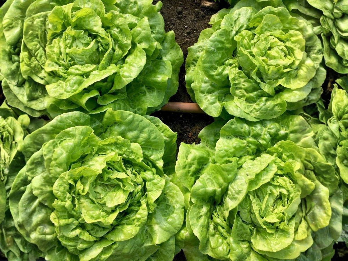 Tom Thumb Lettuce Seeds, Compact Butterhead Lettuce, Light Green, Lactuca sativa, 1000 Seeds
