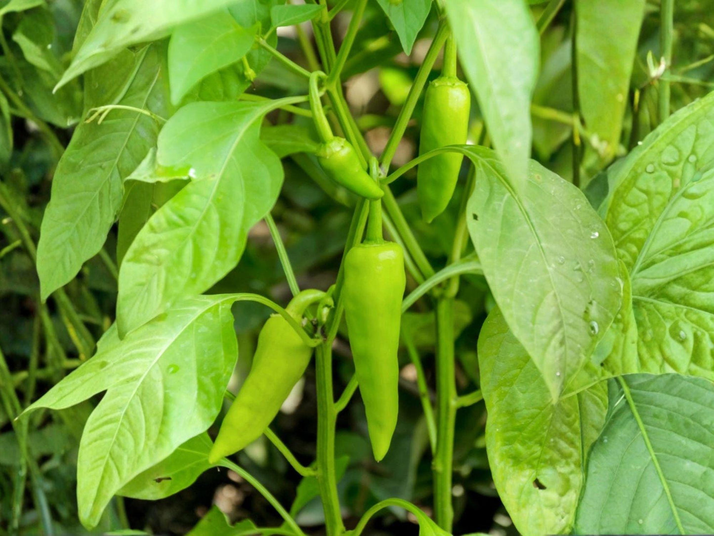 Sonora Mild Hot Pepper Seeds – 25 Heirloom Chili Garden Seeds for Roasting, Stuffing, and Salsas