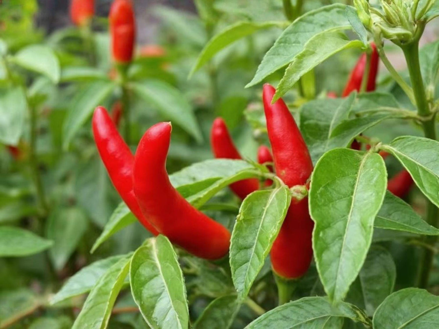 Fresno Chili Pepper Seeds – 25 Hot Red Conical Vegetable Seeds for Salsa, Hot Sauce, Pickling, Roasting, Container Gardening