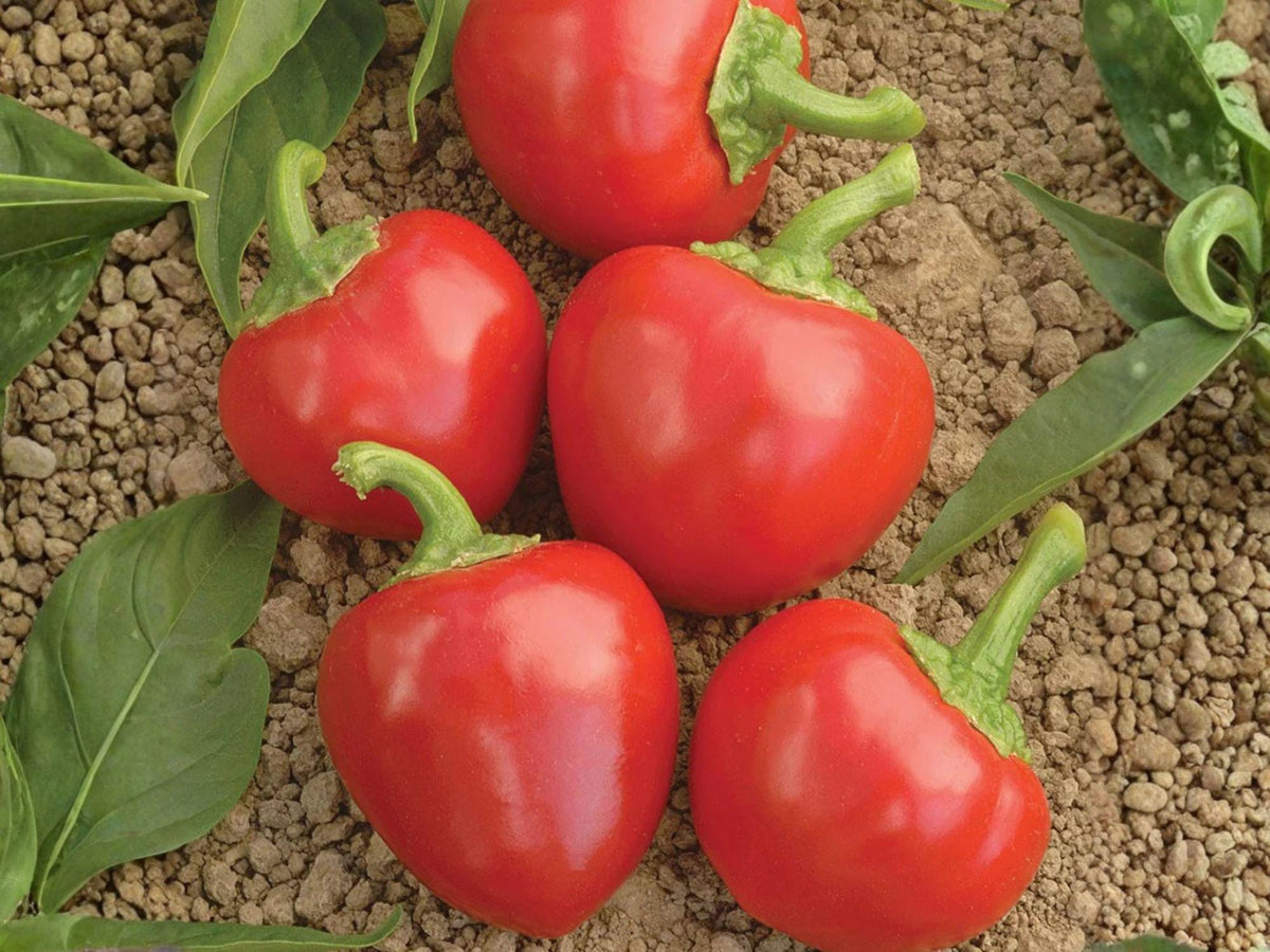 Large Hot Cherry Pepper Seeds – 25 Spicy Garden Seeds for Stuffing, Pickling, Slicing – Capsicum annuum