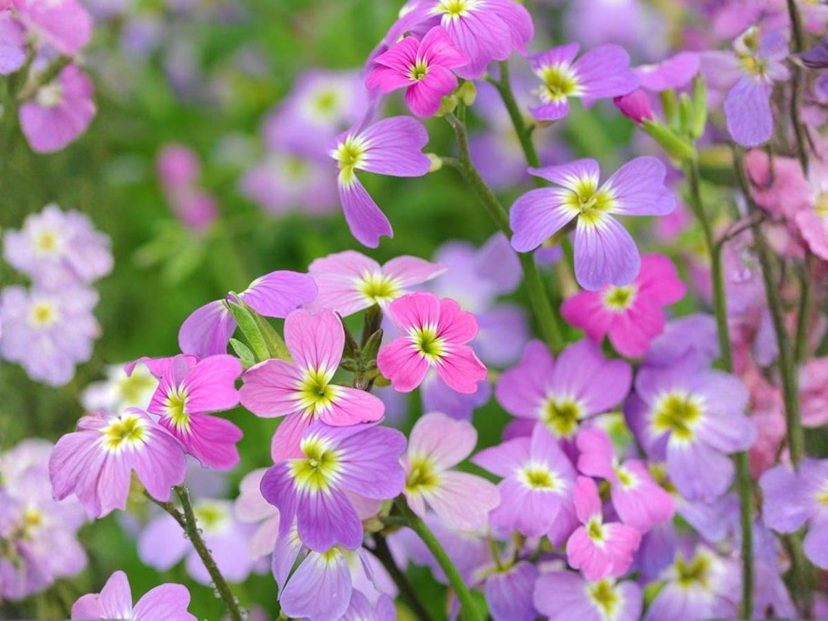Virginia Stock Seeds – Heirloom Non-GMO Fragrant Cottage Garden Flowers Malcolmia Maritima