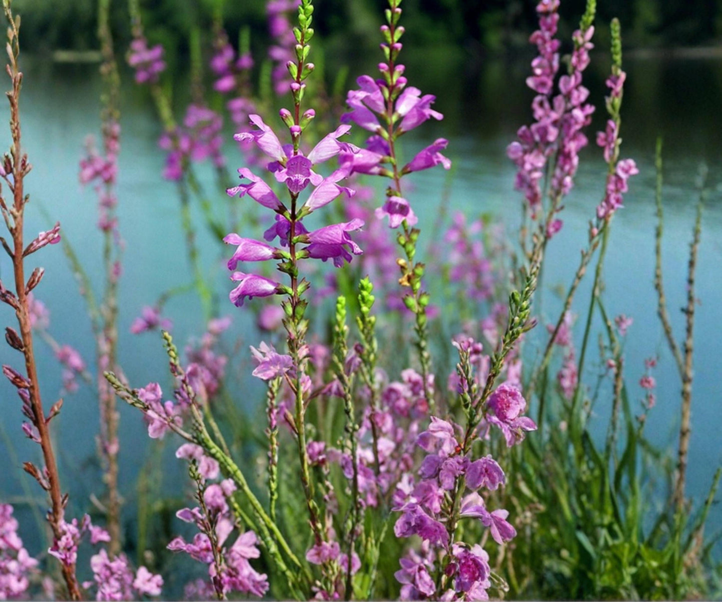 Obedient Plant Live Pond Plant – Hardy Bog & Marginal Lavender Water Garden Flower – Physostegia