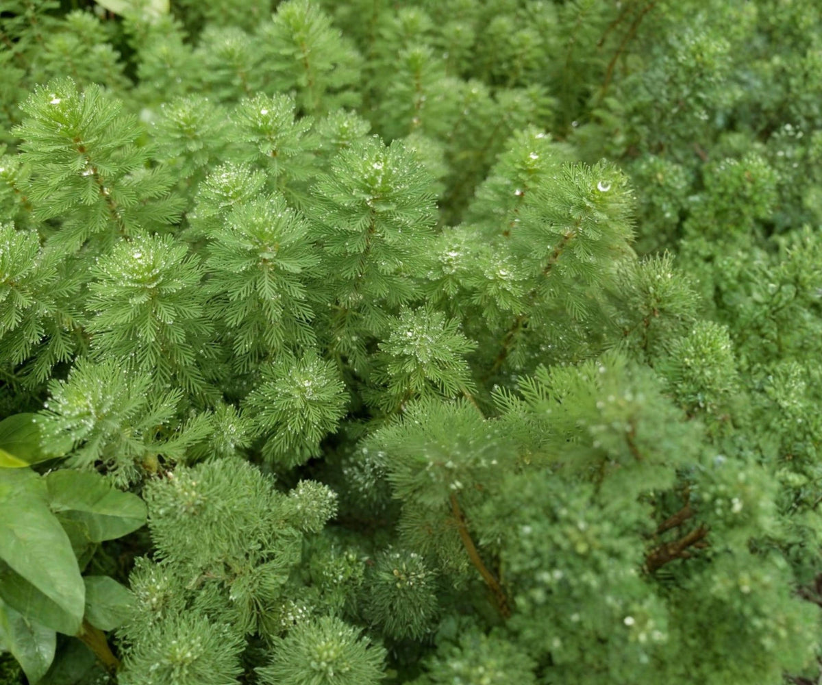 Parrot's Feather Live Aquatic Floating Plant, Water Garden Oxygenating Surface Pond, Myriophyllum aquaticum
