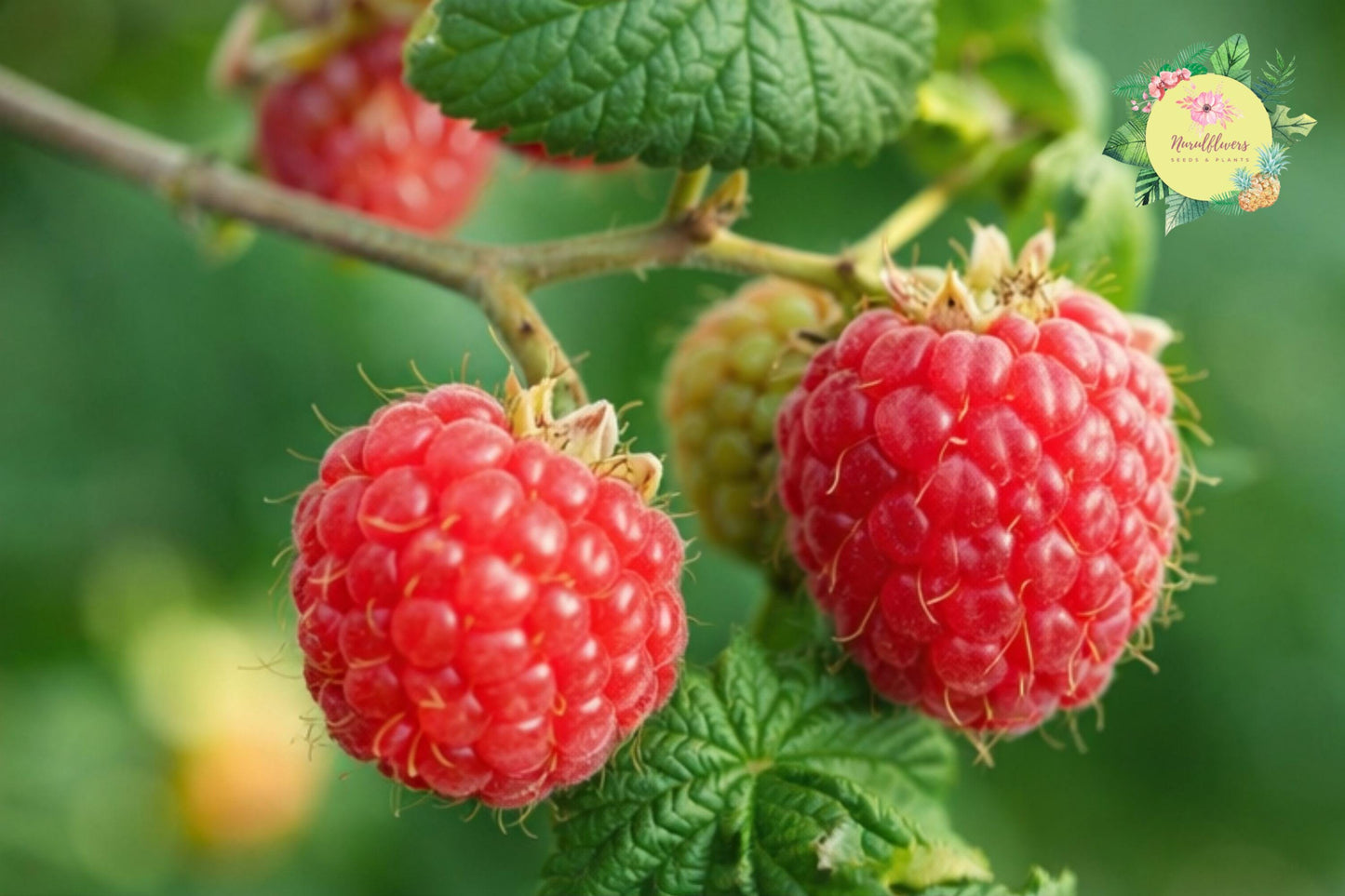 Sweetheart Raspberry Seeds – Non-GMO Rubus idaeus Fruit Plants for Home Garden, Berries, Fresh Eating, Jams, 125-750 Seeds