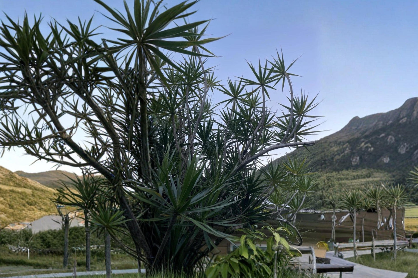 Dragon Tree Cuttings 5 Pack | Dracaena marginata Tropical Houseplant Propagation Material