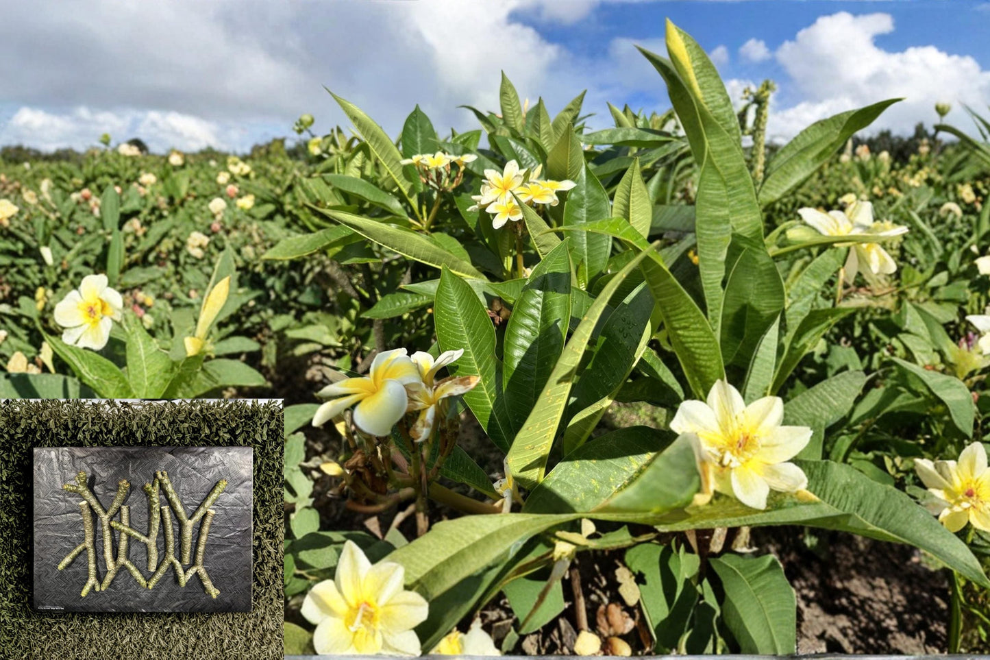 Yellow Plumeria Cutting – 10" Triple Head Frangipani, Tropical Flowering Tree, Fragrant Yellow Blooms, Plumeria spp.