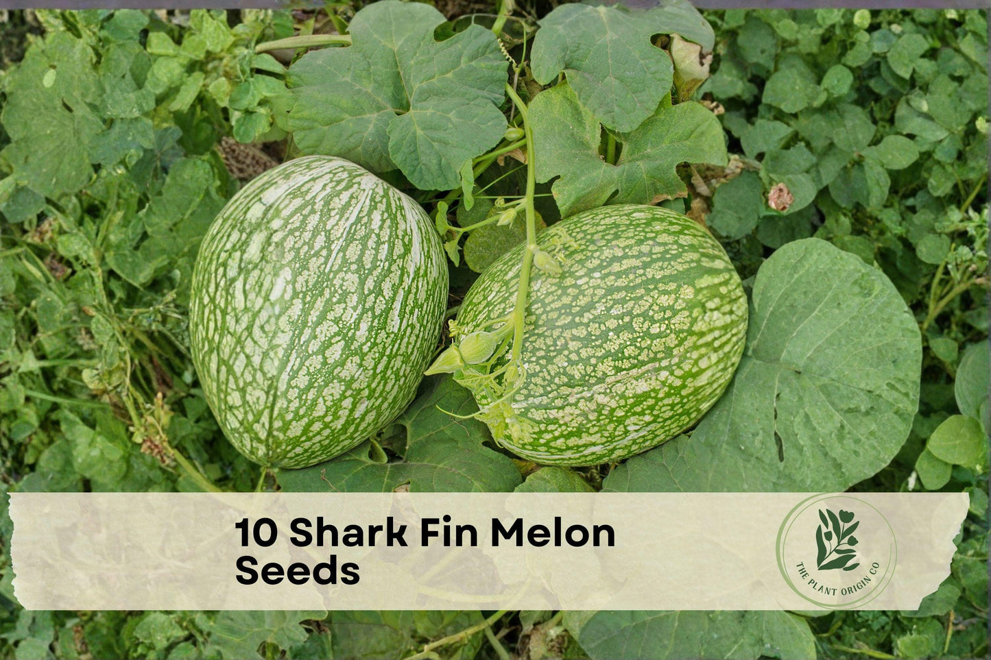 10 Shark Fin Melon Seeds - Cucurbita ficifolia, Exotic Green Fig Leaf Gourd, Vining Edible and Ornamental Plant