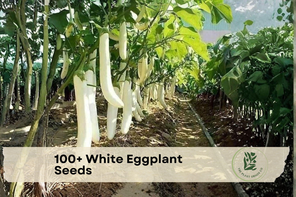 100+ White Eggplant Seeds | Solanum melongena | Exotic White Fruit Vegetable for Garden, Container & Raised Beds