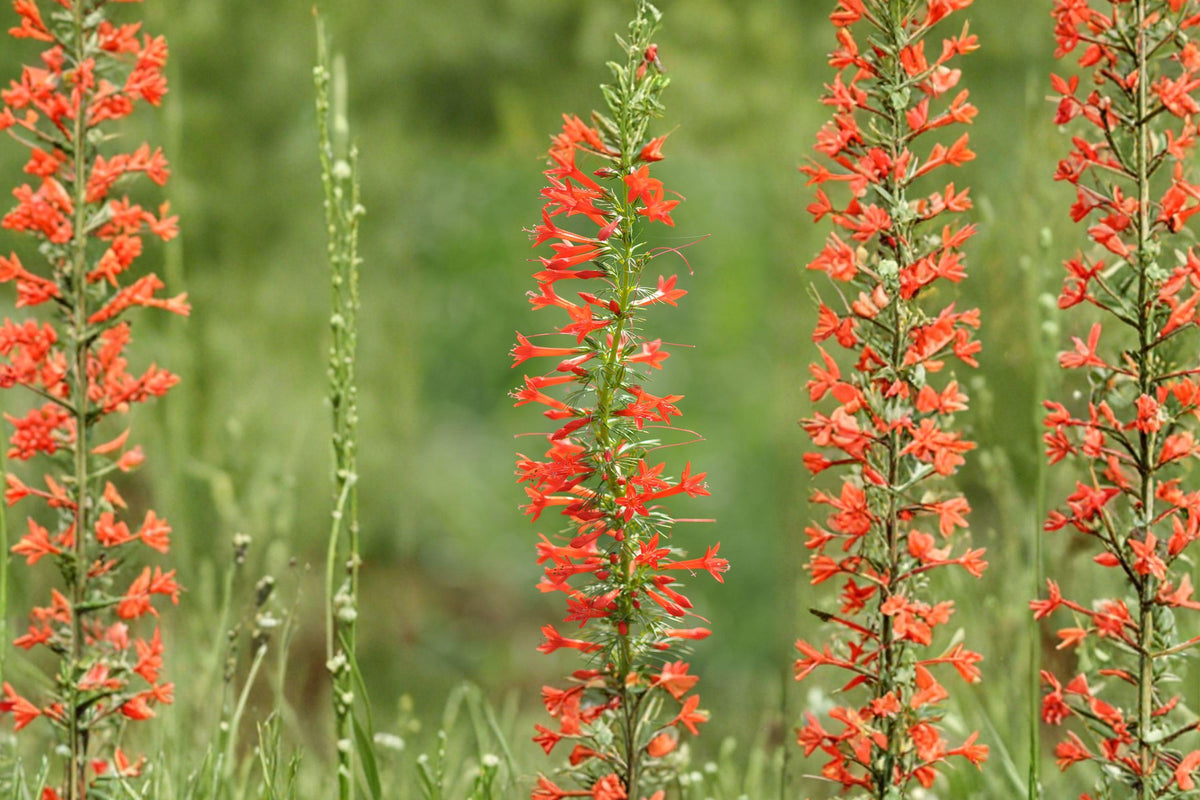 Standing Cypress Seeds - 100+ Wildflower Seeds for Pollinator Gardens, Drought-Tolerant, Bright Red Tubular Blooms, Ipomopsis rubra