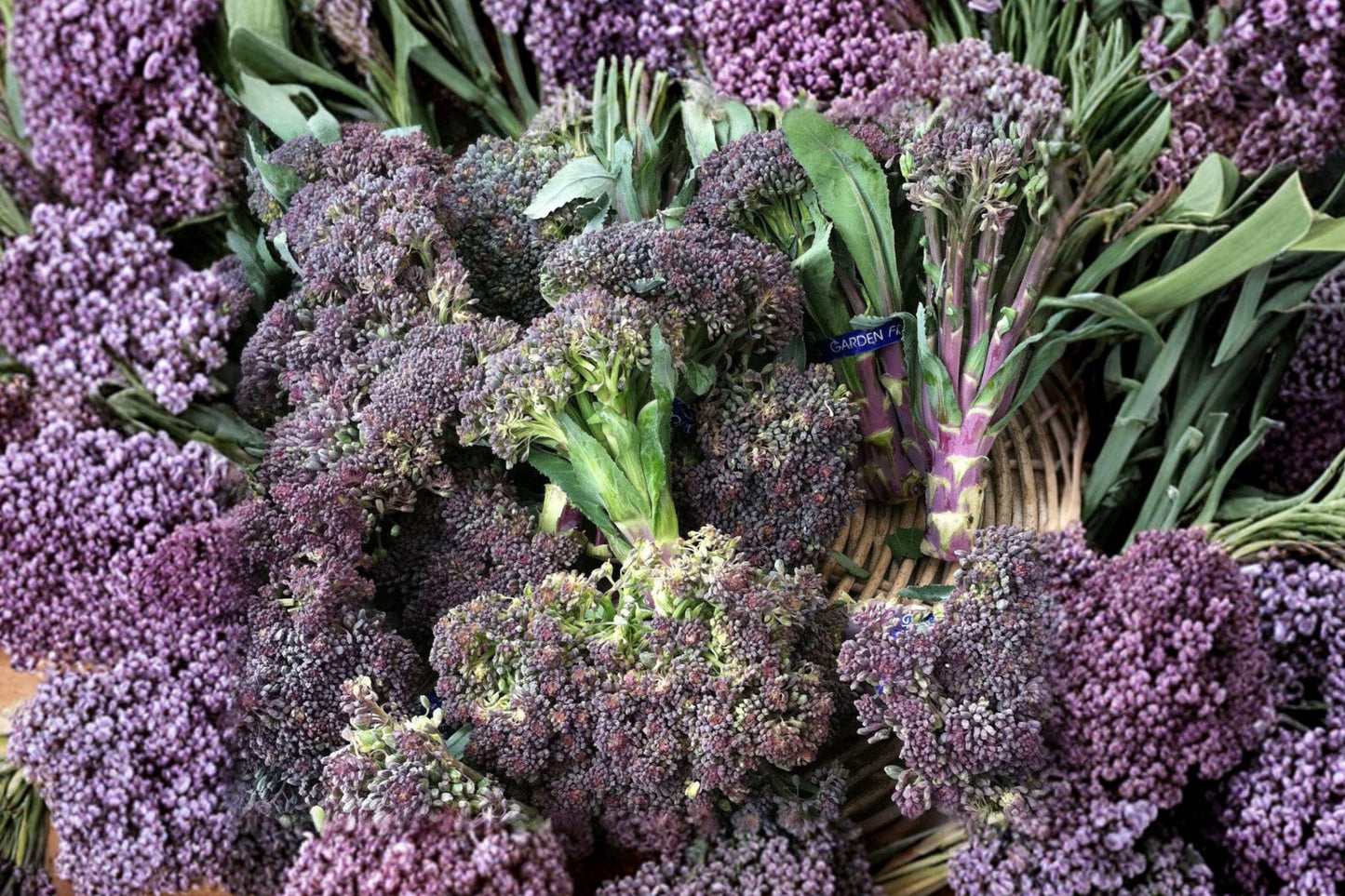 Early Purple Sprouting Broccoli Seeds – Heirloom Non-GMO Vegetable Garden Pack for Cold Hardy, Purple Florets, Full Sun, 400+ Seeds