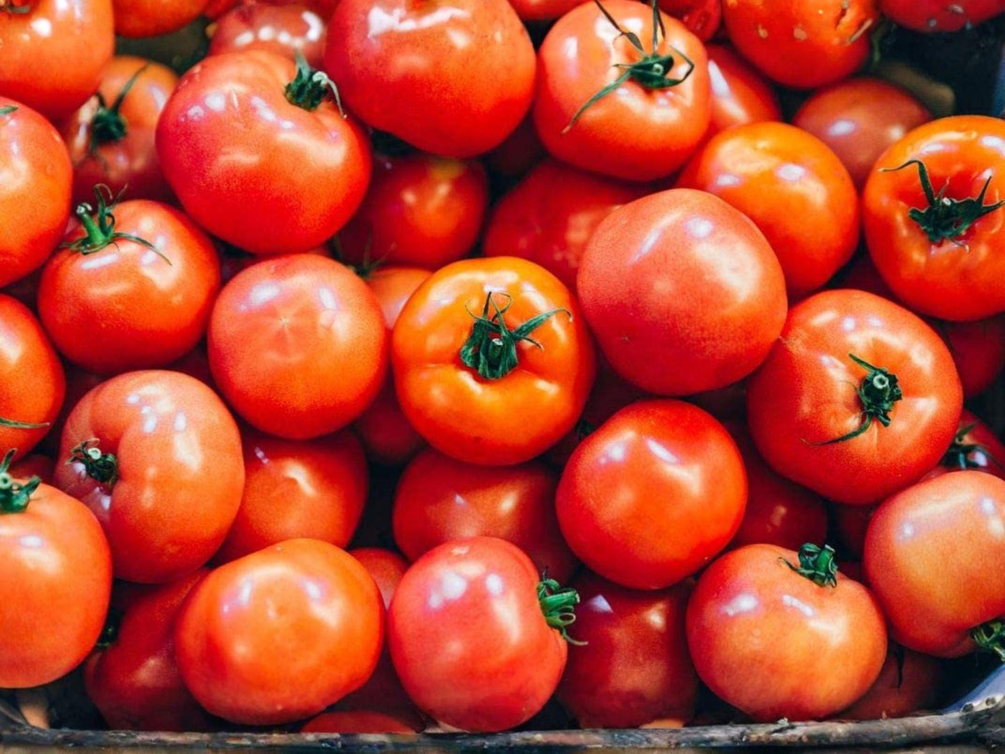 Rutgers Tomato Seeds – Heirloom Red Slicing Vegetable Seeds – Classic American Tomato Variety for Home Gardens
