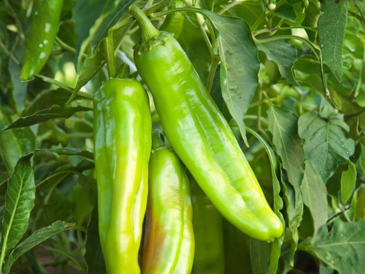 Lumbre Hot Pepper Seeds – Heirloom Chili, High Yield, Vibrant Red Fruit, Spicy Flavor, 25 Seeds