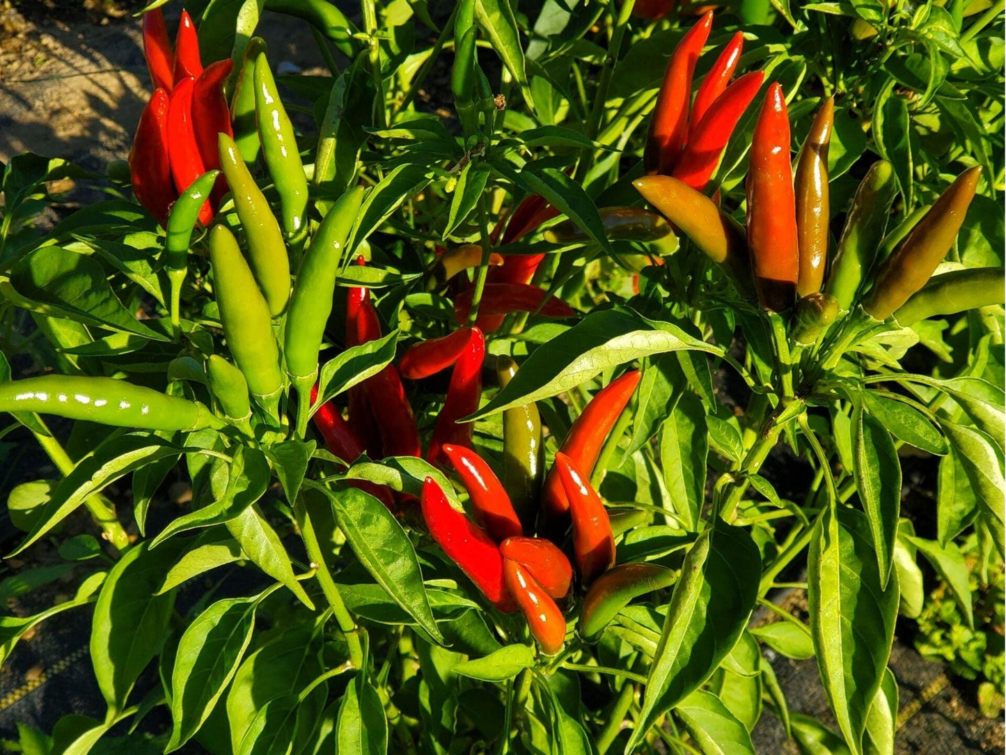 Thai Bird Chili Pepper Seeds – 25 Count, Small Hot Asian Bird’s Eye Chili, Capsicum annuum, Compact Plant for Spicy Dishes