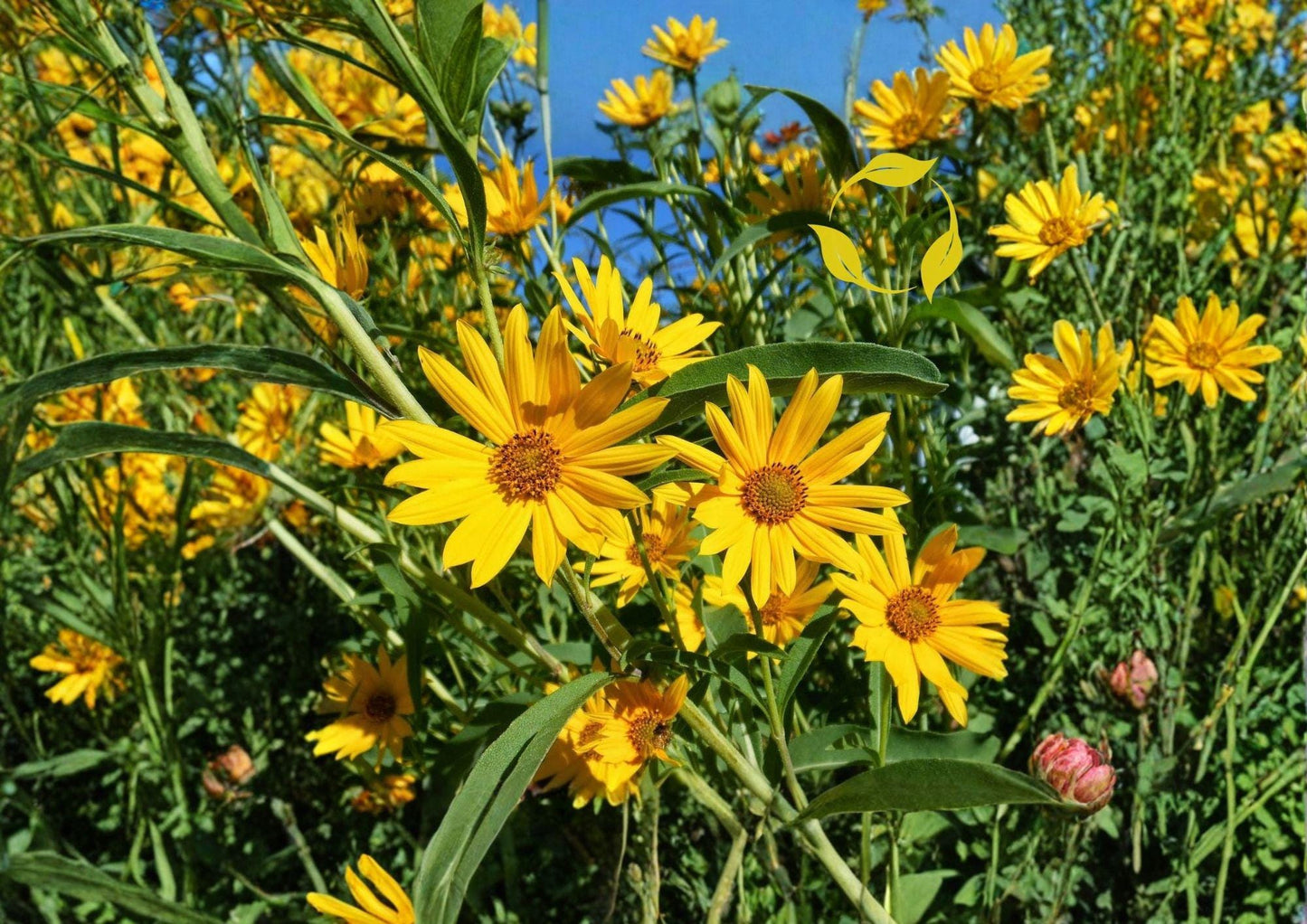Maximilian Sunflower Seeds | Tall Native Perennial Helianthus maximiliani for Pollinator Gardens & Wildflower Meadows